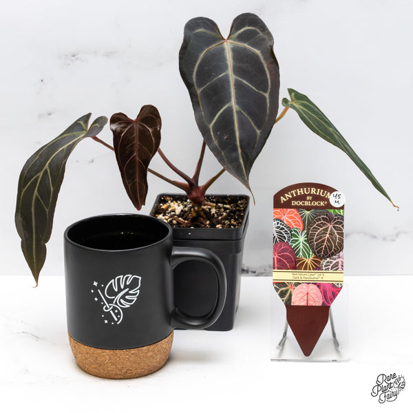 Anthurium Red Velvet Cake '24' x Dark & Handsome '9' by DocBlock® (wk45-M)