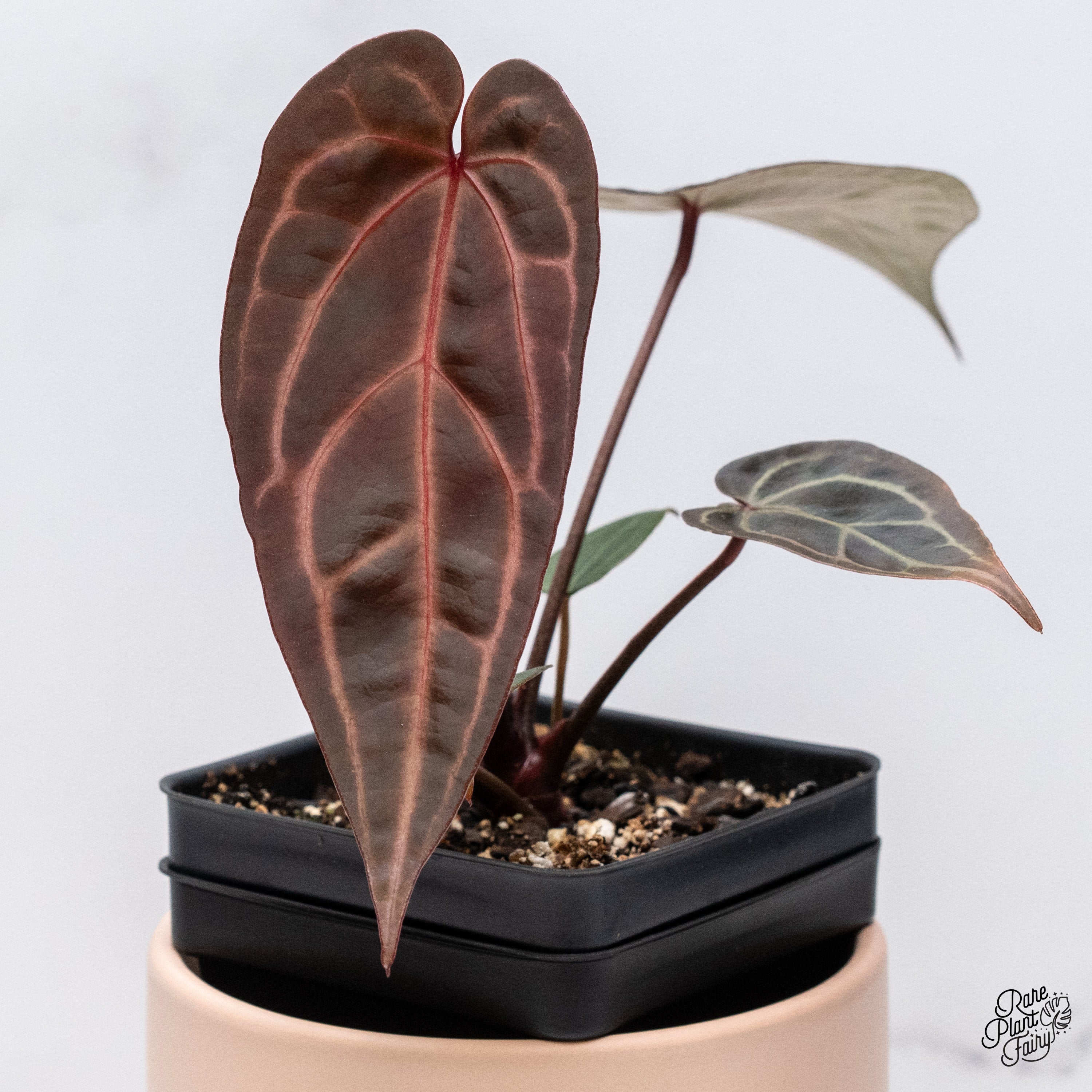 Etrarium 1st Anniversary 記念 BOX【PLANT】 Etrarium 1st Anniversary 記念 BOX【PLANT】 Etrarium 1st