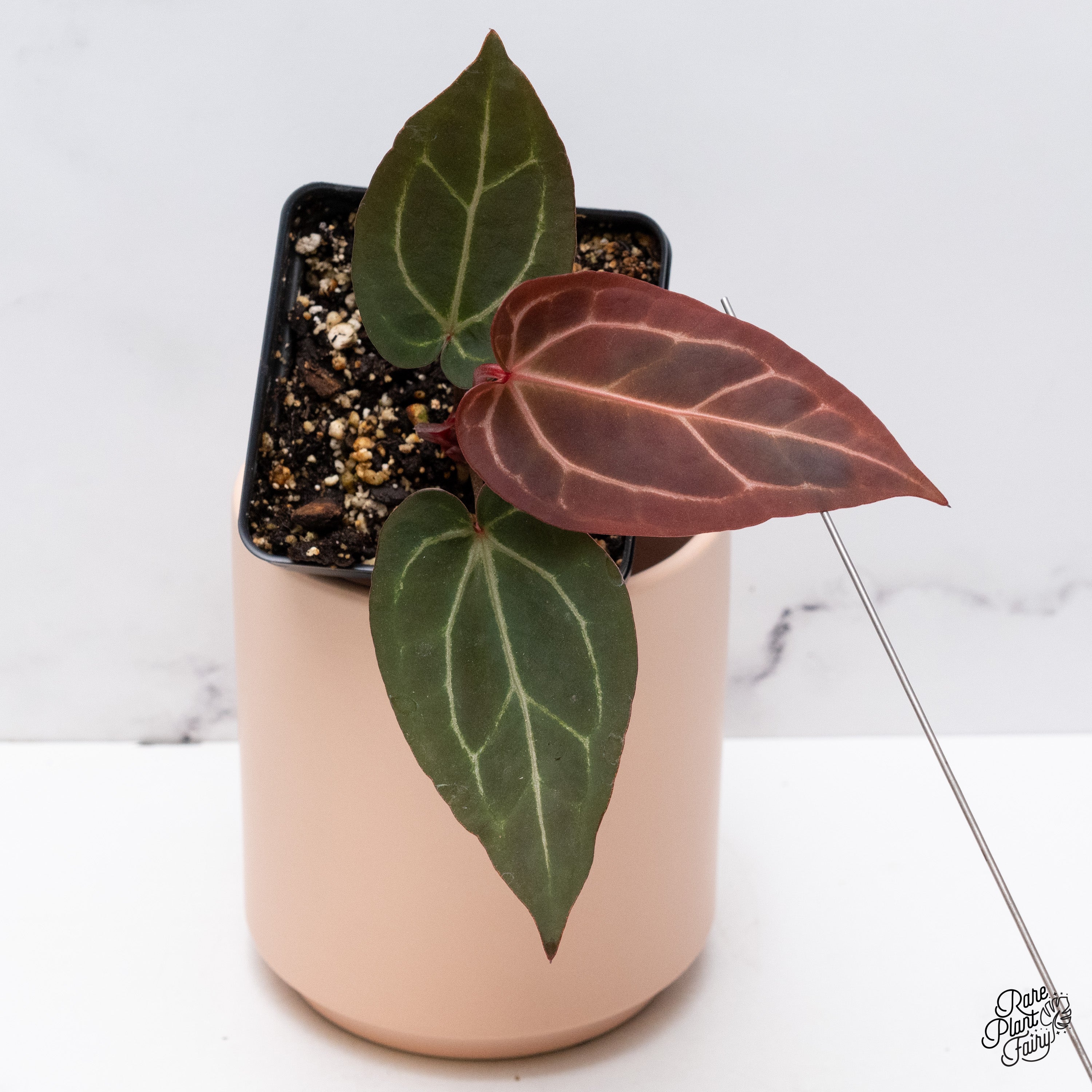 AnthuriumsbyDocBlock_RedVelvet