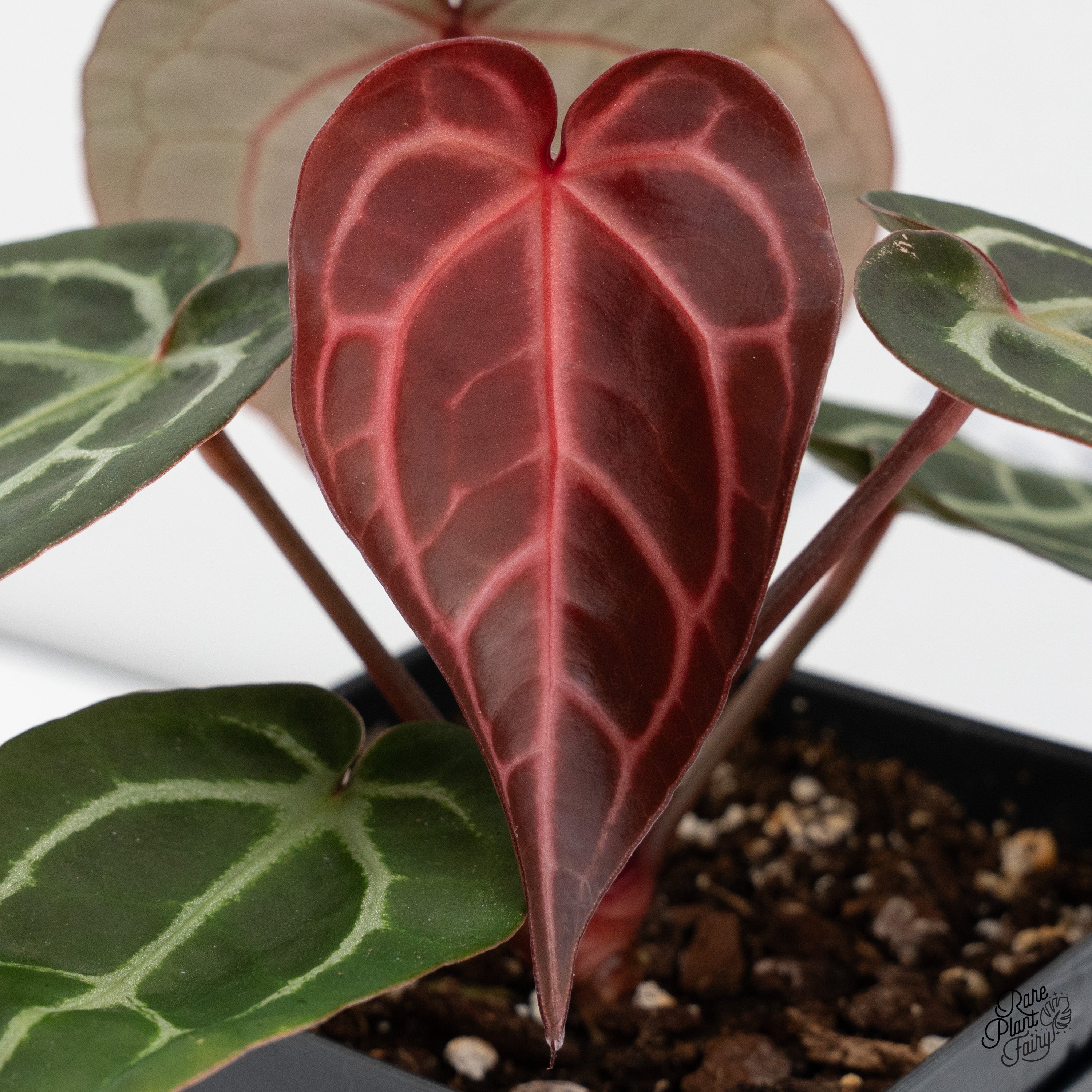 その他 1980s Taro & Anthurium Tropical Carving 1980s Taro & Anthurium Tropical Carving