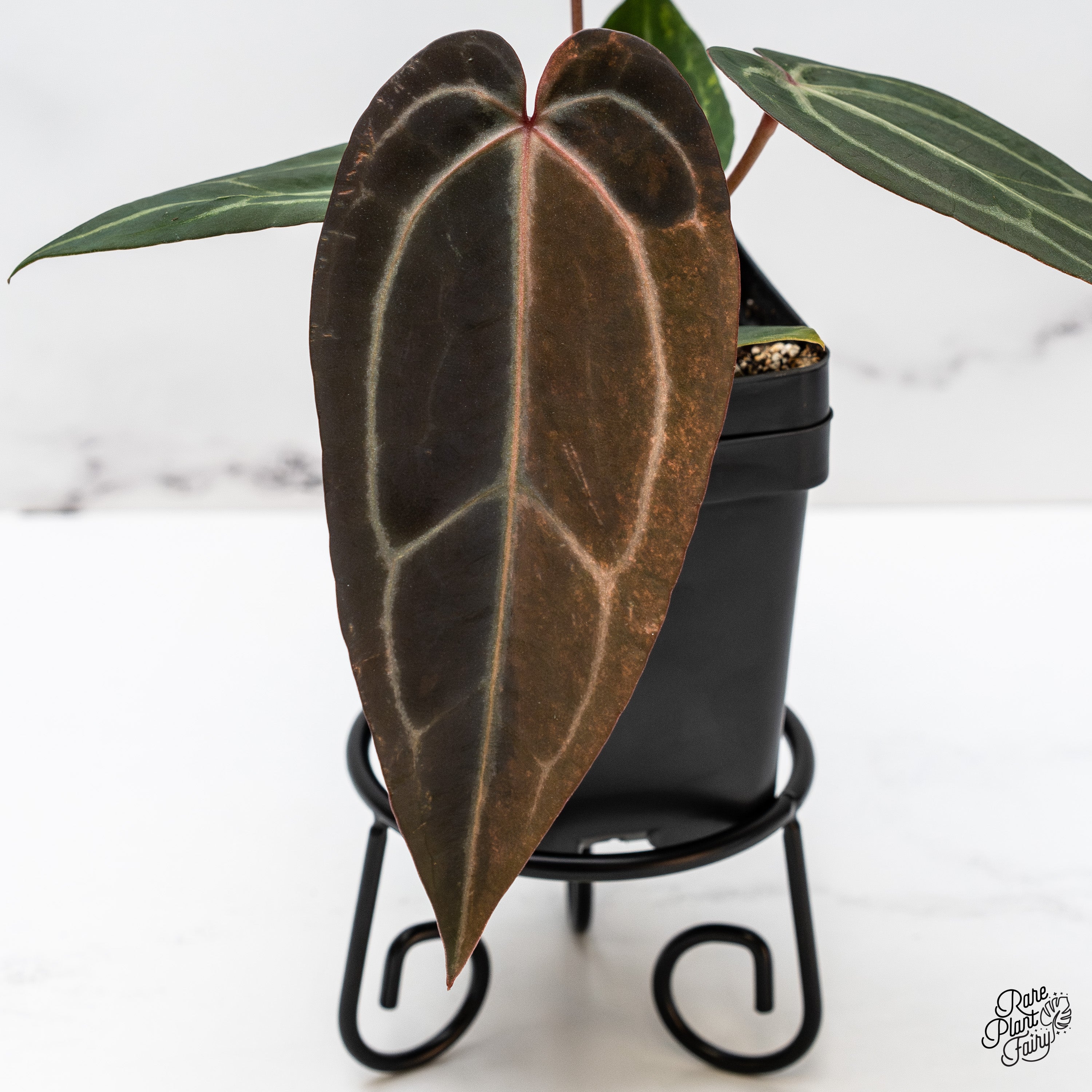 Variegated Anthurium Red Velvet Cake '24' x Zara '29' by DocBlock