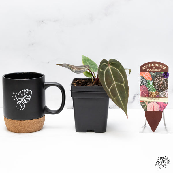 Variegated Anthurium Red Velvet Cake '24' x Zara '29' by DocBlock® (wk42-AE)