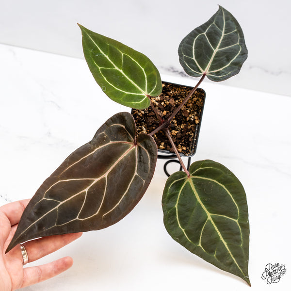 Anthurium Red Velvet Cake '24' x Zara '29' by DocBlock® (wk43-J)