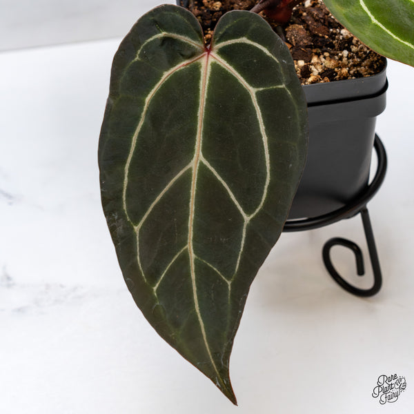 Anthurium Red Velvet Cake '24' x Zara '29' by DocBlock® (wk43-J)