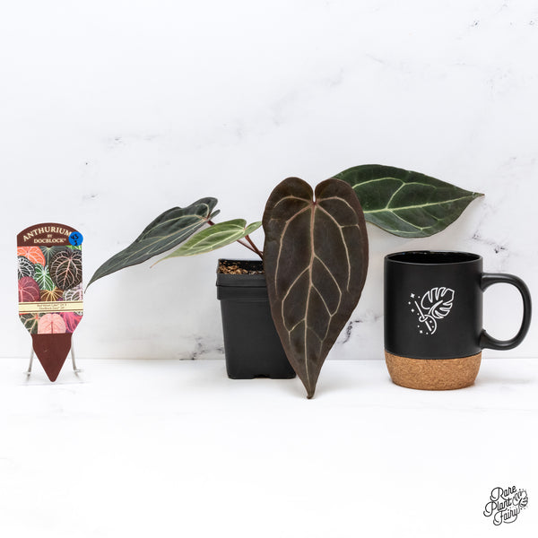 Anthurium Red Velvet Cake '24' x Zara '29' by DocBlock® (wk43-J)
