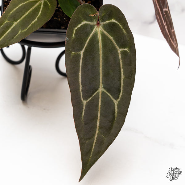 Anthurium Red Velvet Cake '24' x Zara '29' by DocBlock® (wk43-N)