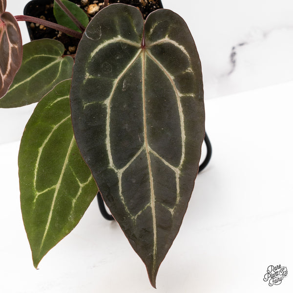 Anthurium Red Velvet Cake '24' x Zara '29' by DocBlock® (wk43-N)