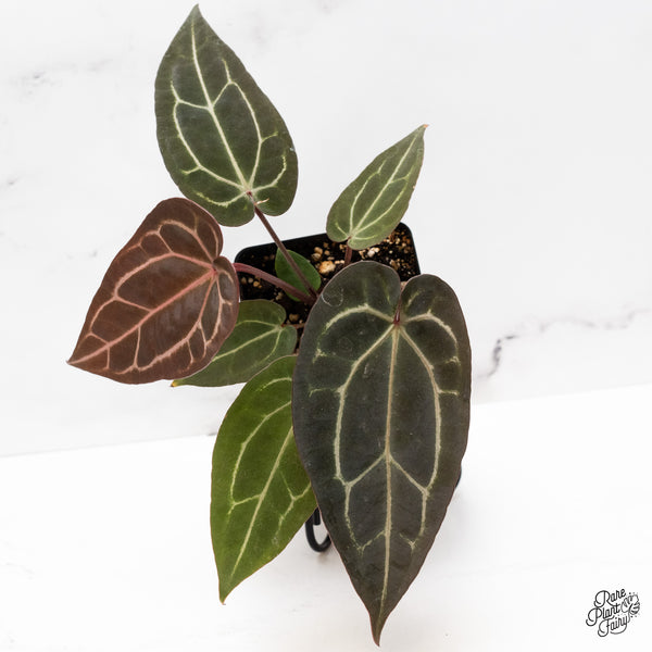 Anthurium Red Velvet Cake '24' x Zara '29' by DocBlock® (wk43-N)