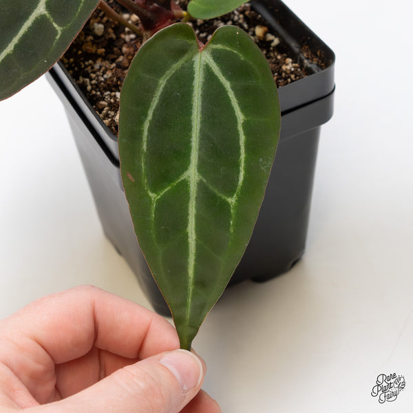 Anthurium Red Velvet Cake '24' x Zara '29' by DocBlock® (wk44-F)