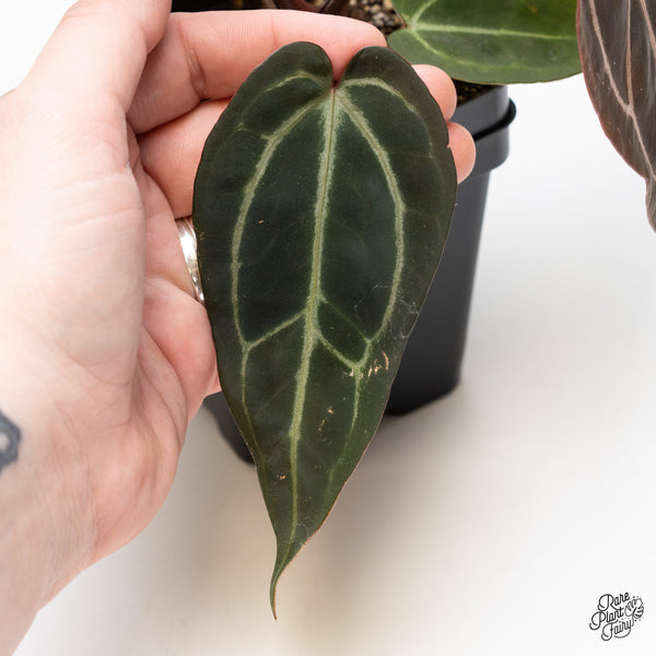 Anthurium Red Velvet Cake '24' x Zara '29' by DocBlock® (wk44-F)