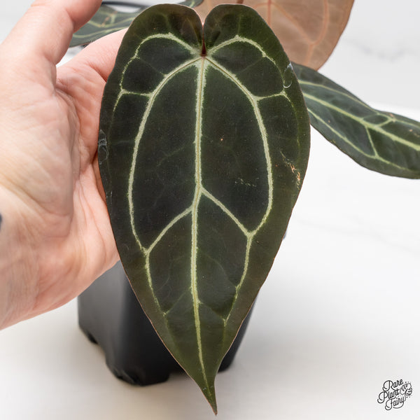 Anthurium Red Velvet Cake '24' x Zara '29' by DocBlock® (wk44-F)