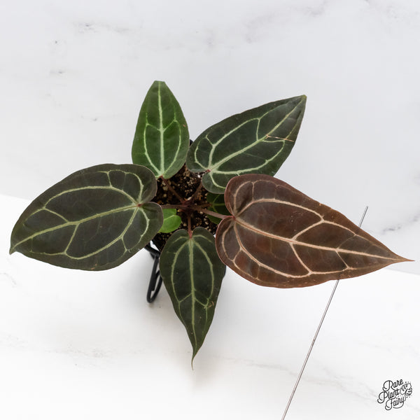 Anthurium Red Velvet Cake '24' x Zara '29' by DocBlock® (wk44-F)