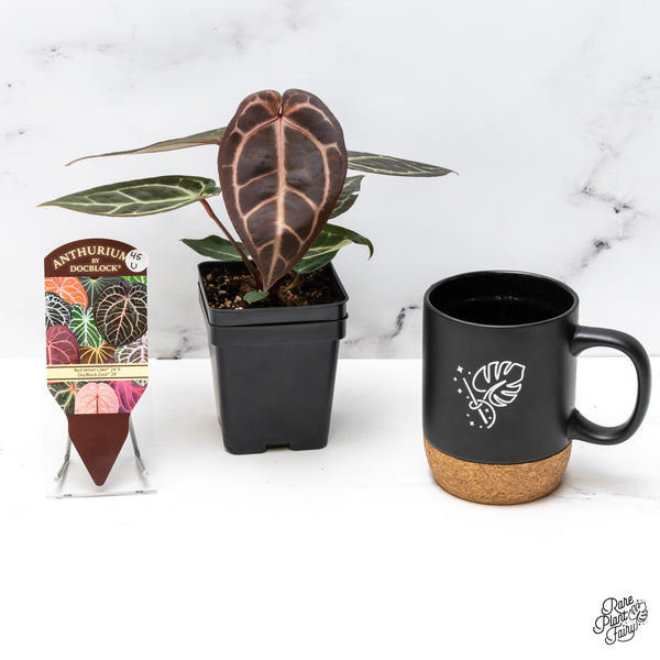 Anthurium Red Velvet Cake '24' x Zara '29' by DocBlock® (wk45-U) *Red Vein Emergent*