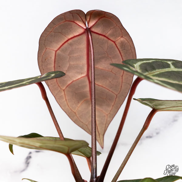 Anthurium Red Velvet Cake '24' x Zara '29' by DocBlock® (wk45-U) *Red Vein Emergent*