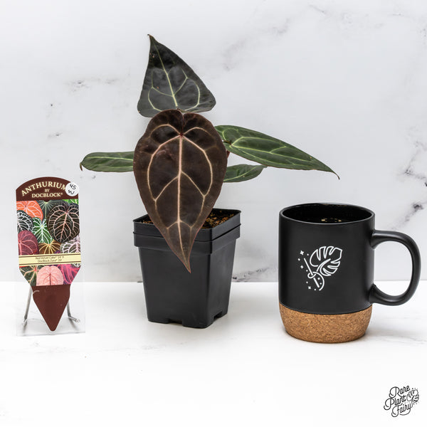 Anthurium Red Velvet Cake '24' x Zara '29' by DocBlock® (wk45-W) *Dark Emergent*