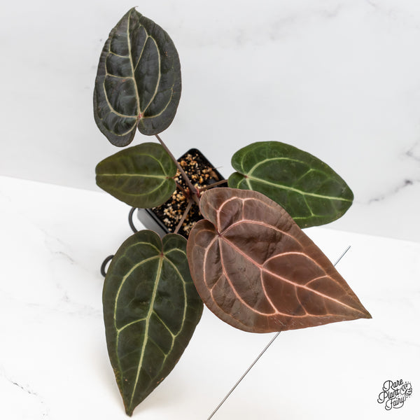 Anthurium Red Velvet Cake '24' x Zara '29' by DocBlock® (wk51-E)