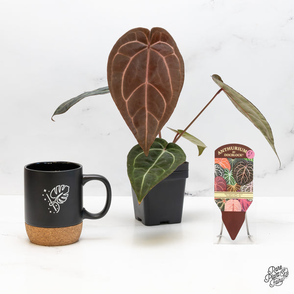 Anthurium Red Velvet Cake '24' x Zara '29' by DocBlock® (wk51-E)