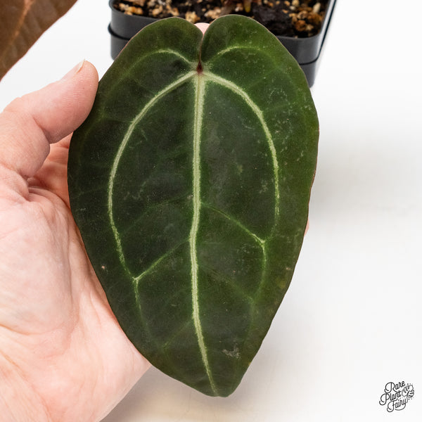 Anthurium Red Velvet Cake '24' x Zara '29' by DocBlock® (wk51-E)