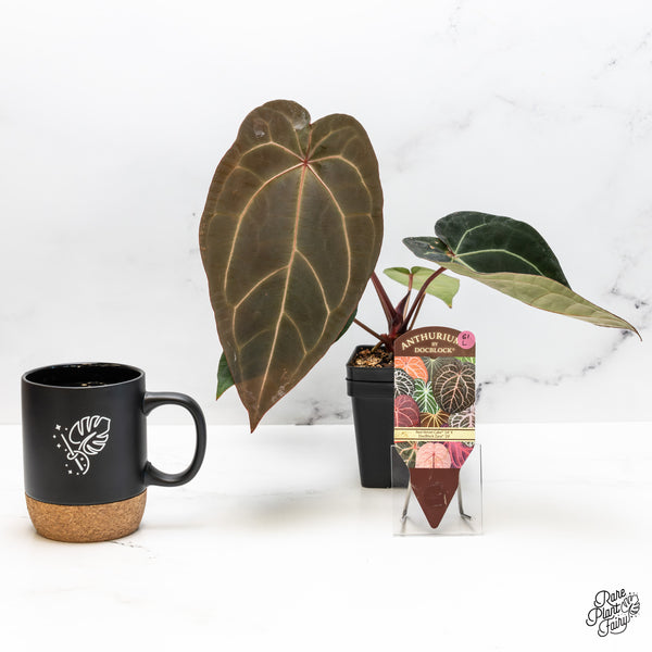 Anthurium Red Velvet Cake '24' x Zara '29' by DocBlock® (wk51-L)