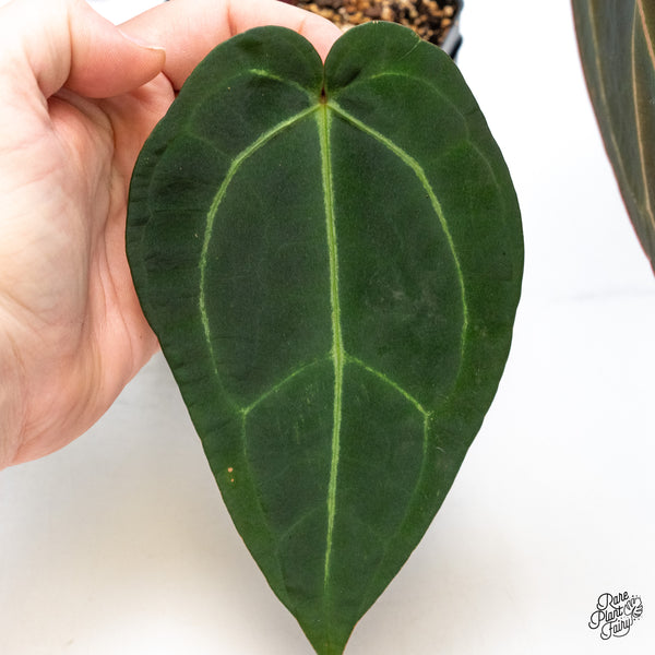 Anthurium Red Velvet Cake '24' x Zara '29' by DocBlock® (wk51-L)