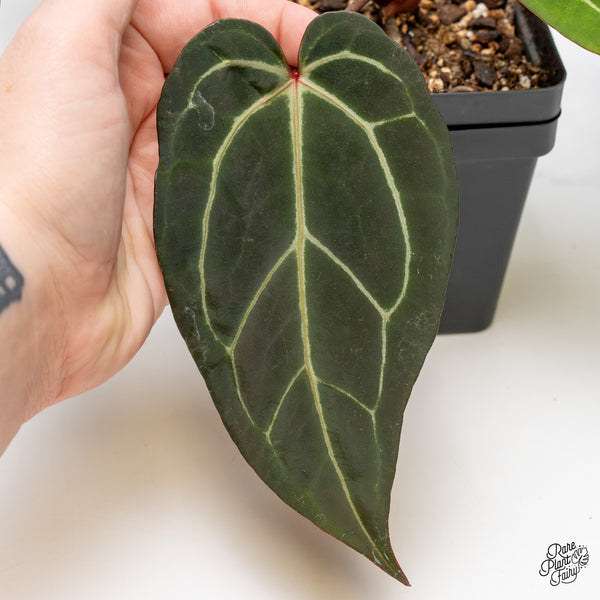 Anthurium Red Velvet Cake '24' x Zara '29' by DocBlock® (wk52-O)