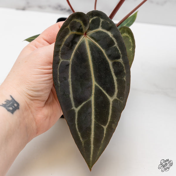 Anthurium Red Velvet Cake '24' x Zara '29' by DocBlock® (wk52-Y)