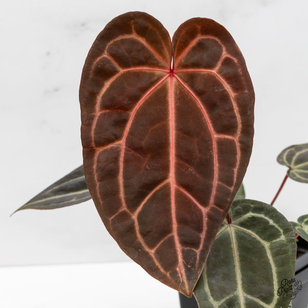 Anthurium Red Velvet Cake '24' x Zara '29' by DocBlock® (wk52-Y)