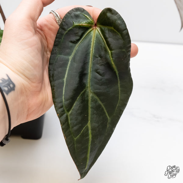 Anthurium Red Velvet Cake '24' x Zara '29' by DocBlock® (wk4-P)