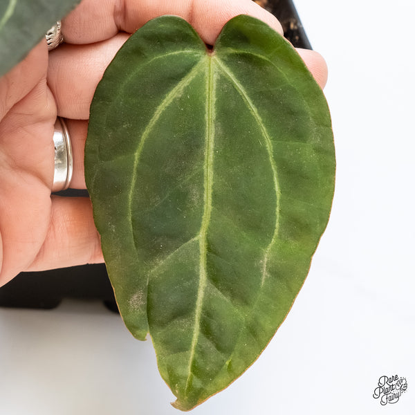 Anthurium Red Velvet Cake '24' x Zara '29' by DocBlock® (wk4-P)