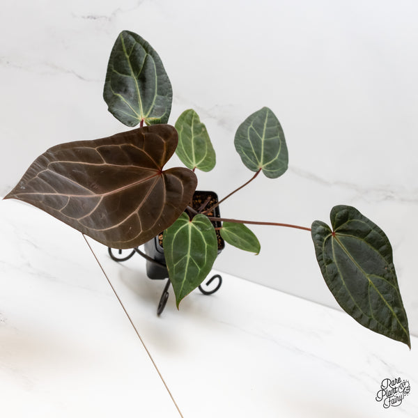 Anthurium Red Velvet Cake '24' x Zara '29' by DocBlock® (wk4-P)