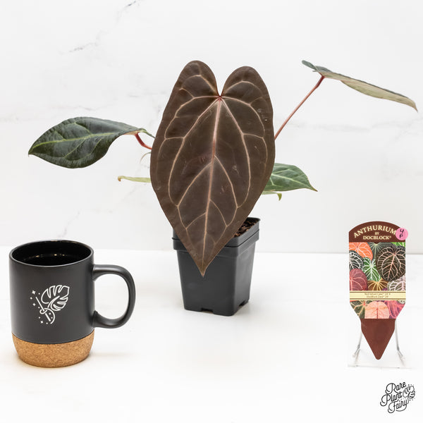 Anthurium Red Velvet Cake '24' x Zara '29' by DocBlock® (wk4-P)