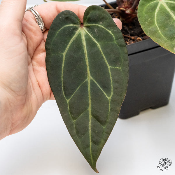 Anthurium Red Velvet Cake '24' x Zara '29' by DocBlock® (wk4-P)