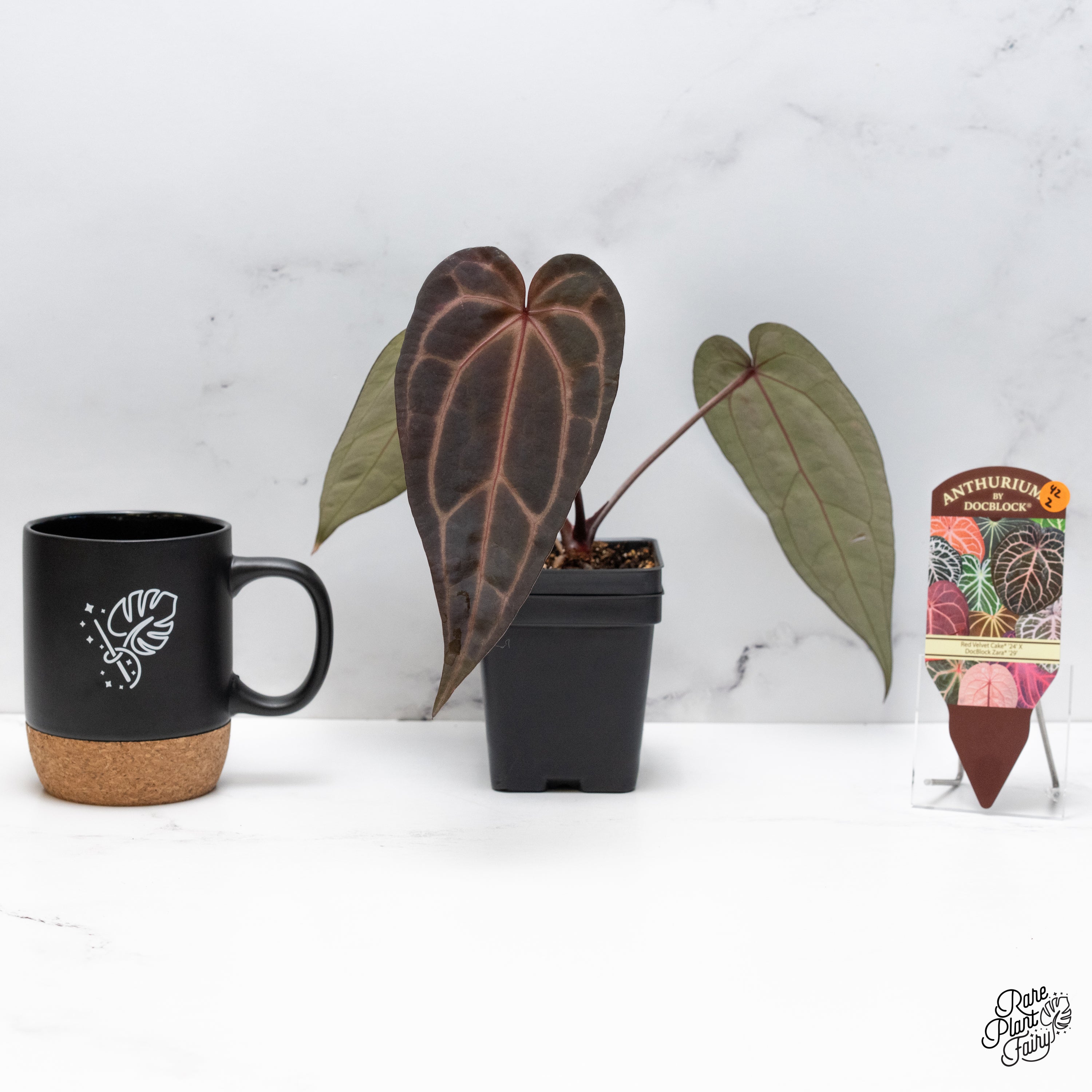 Anthurium Red Velvet Cake '24' x Zara '29' by DocBlock® (wk42-Z