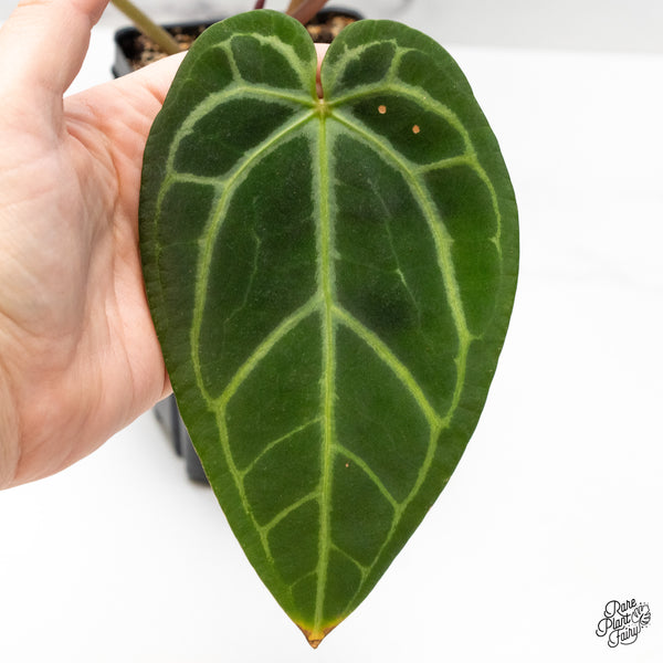 Anthurium Red Velvet Cake '24' x Home, Sweet Home '32' by DocBlock® (wk51-I)