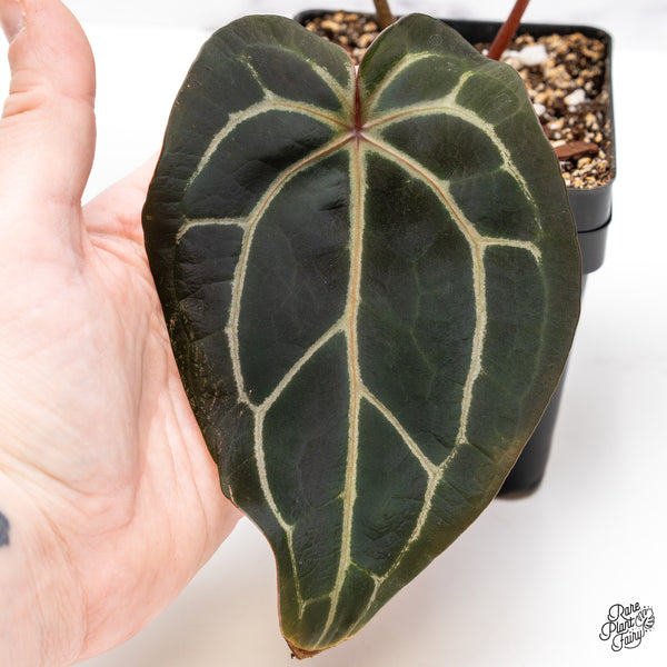 Anthurium Red Velvet Cake '24' x Home, Sweet Home '32' by DocBlock® (wk43-Q) *Red Vein Emergent*