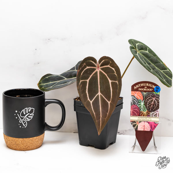 Anthurium Red Velvet Cake '24' x Home, Sweet Home '32' by DocBlock® (wk43-Q) *Red Vein Emergent*