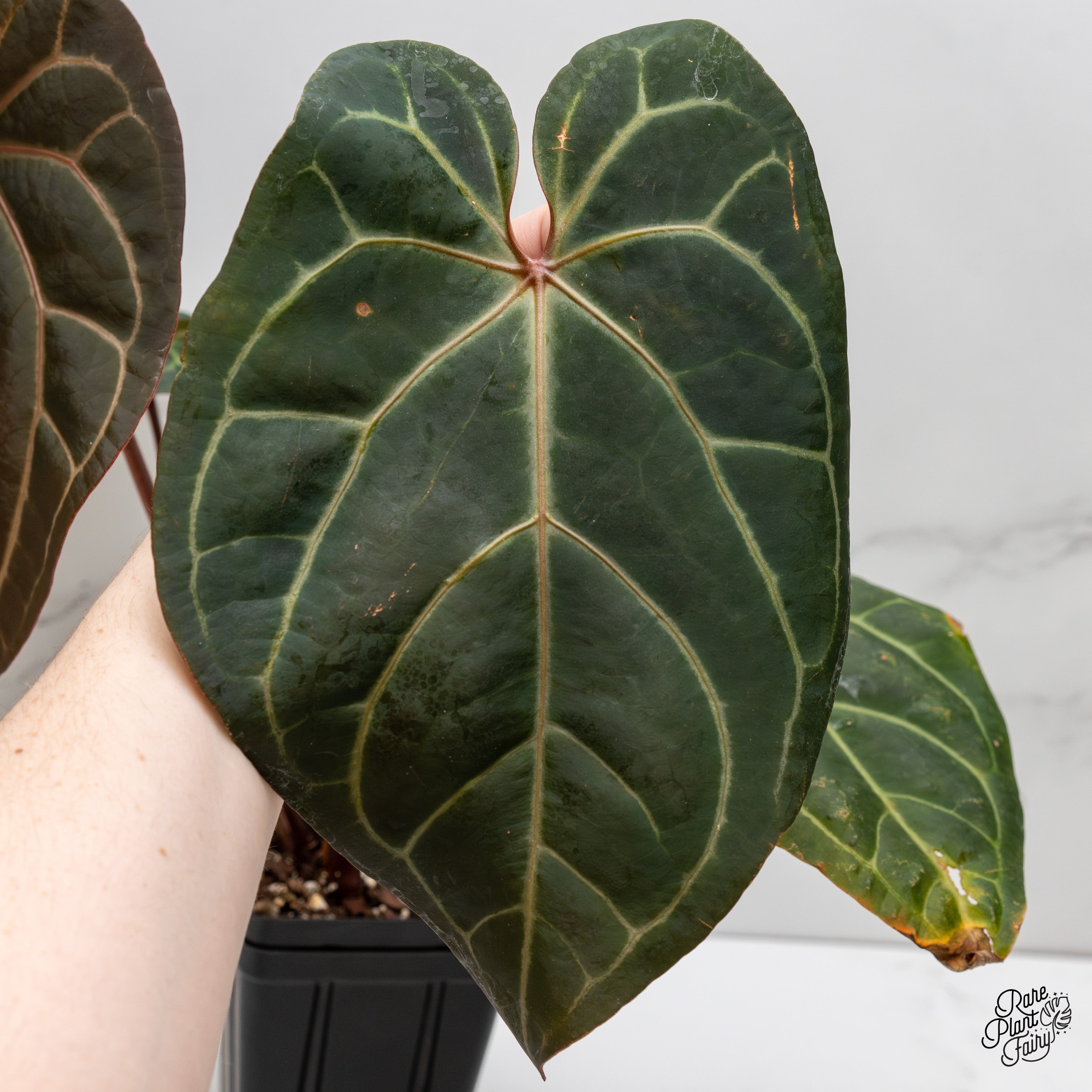 Anthurium Red Velvet Cake '24' x Home, Sweet Home '32' by DocBlock