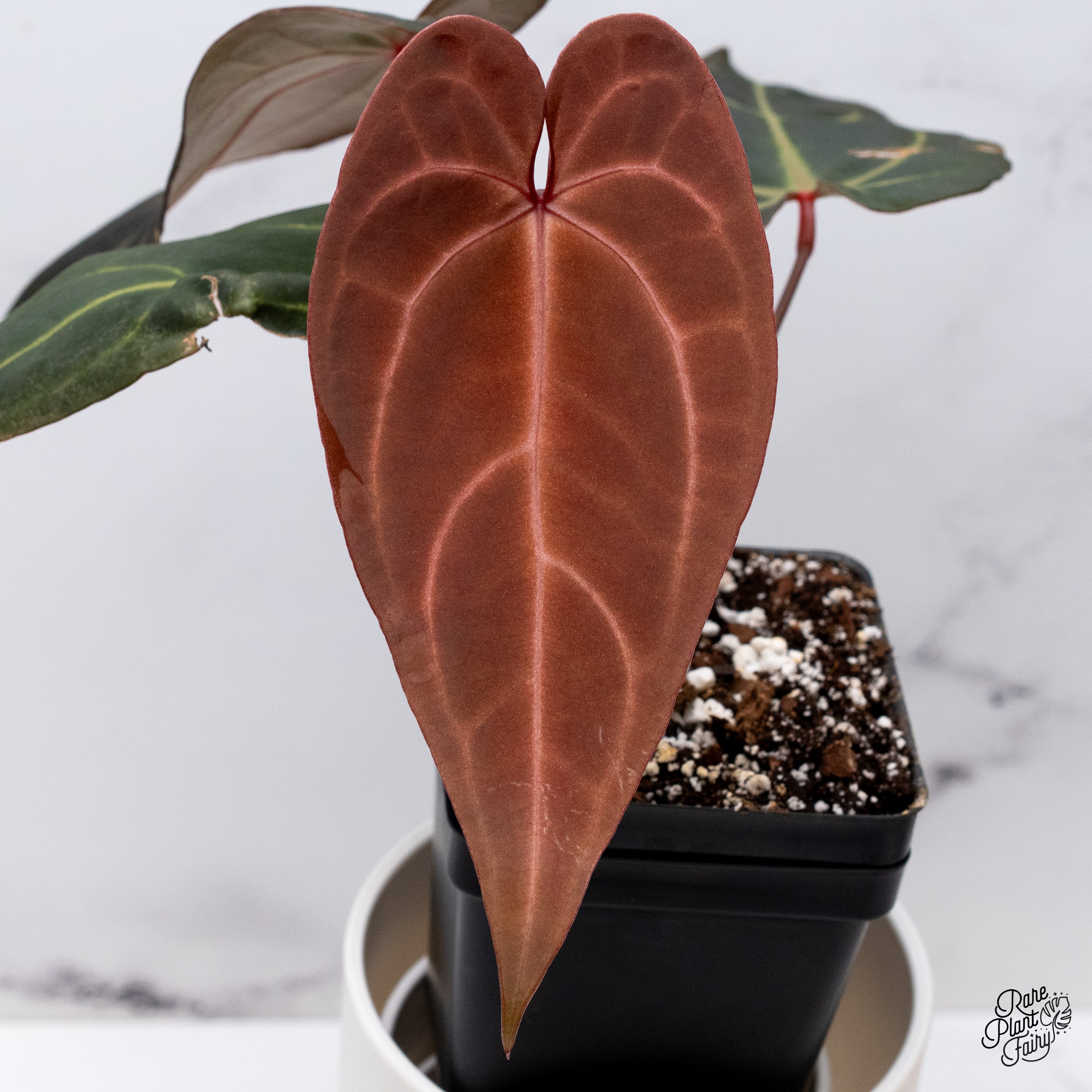 Anthurium Docblock 'Scarlet' S1株分け Anthurium Docblock 'Scarlet' S1株分け - メルカリ