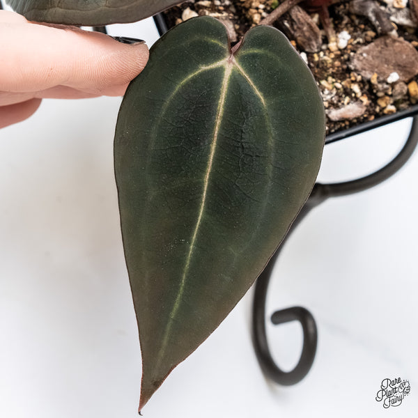 Anthurium Red Velvet Cake '24' x Red Velvet Cake '24' by DocBlock® (wk4-I)