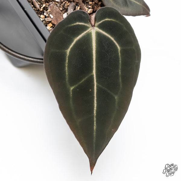 Anthurium Red Velvet Cake '24' x Red Velvet Cake '24' by DocBlock® (wk4-I)