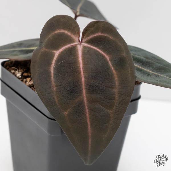 Anthurium Red Velvet Cake '24' x Red Velvet Cake '24' by DocBlock® (wk4-I)