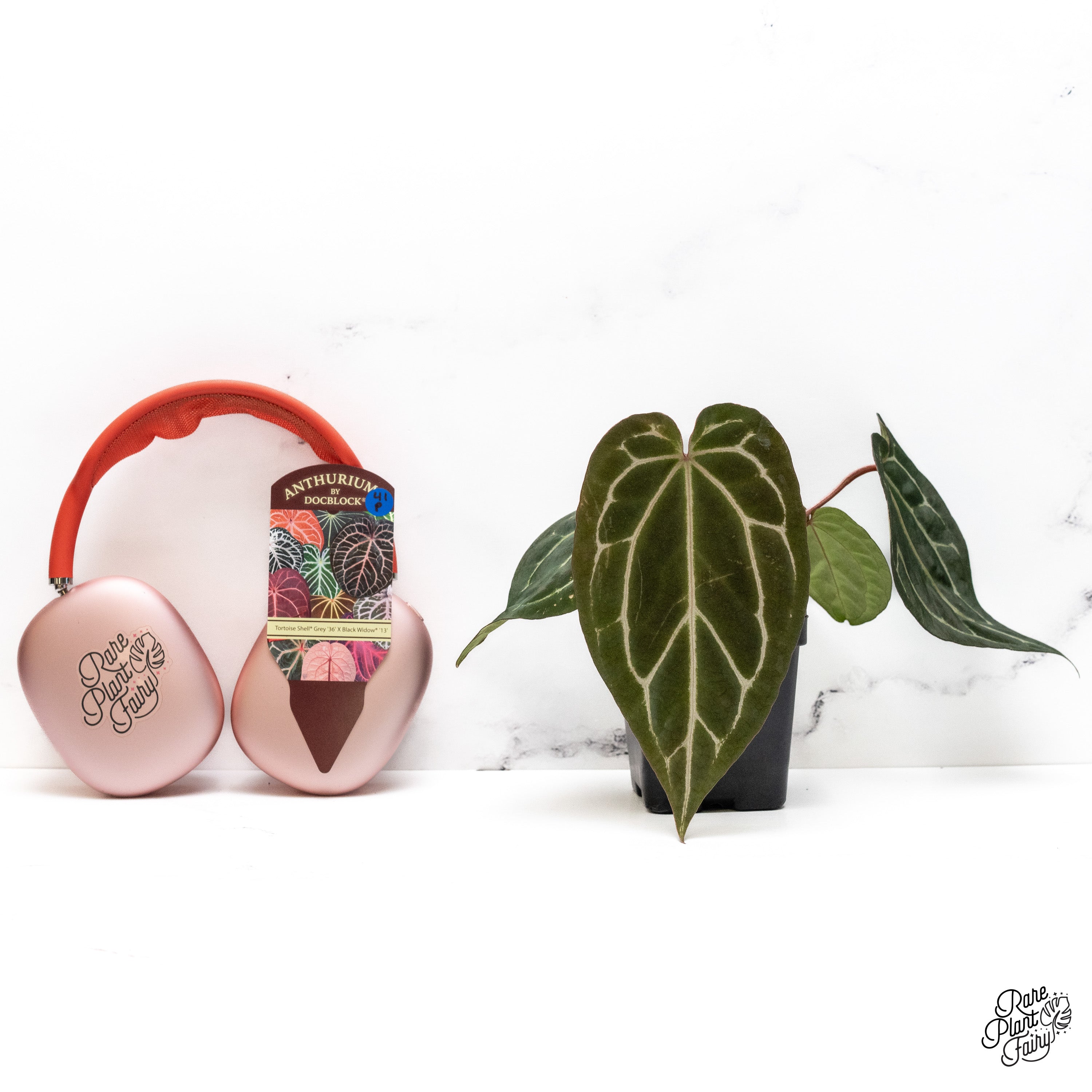 AurélienLurquin TomGauditiabois 2本セット ScreenShot2024-06-06at10.52.