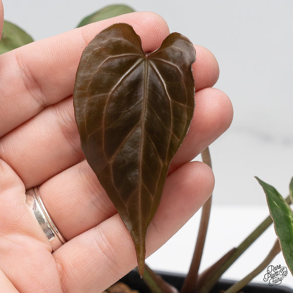 Anthurium Tortoise Shell Grey '36' x Black Widow '13' by DocBlock® (wk46-A)