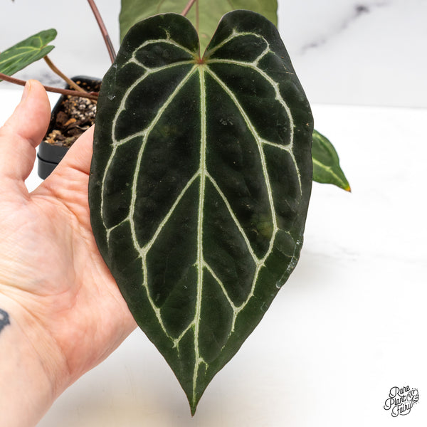 Anthurium Tortoise Shell Grey '36' x Black Widow '13' by DocBlock® (wk50-J)