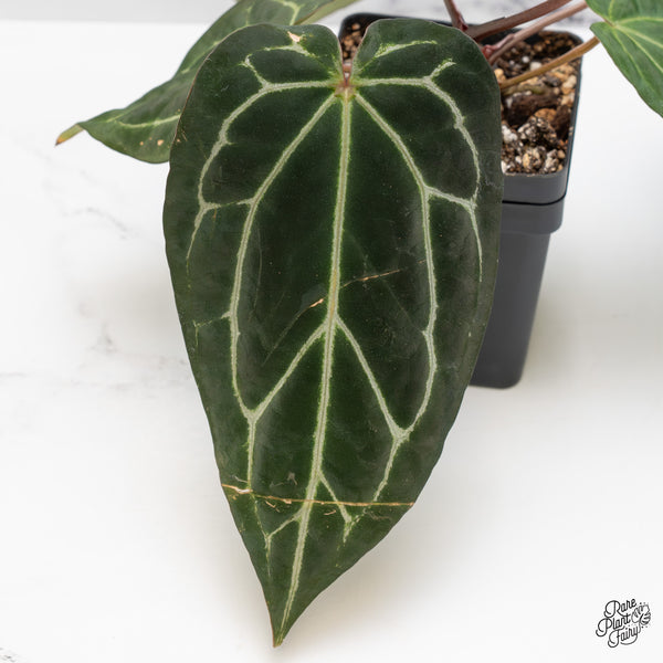 Anthurium Tortoise Shell Grey '36' x Black Widow '13' by DocBlock® (wk50-J)