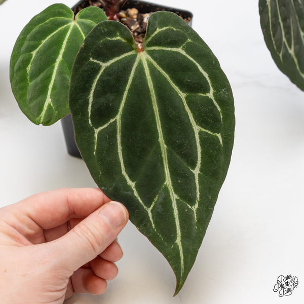 Anthurium Tortoise Shell Grey '36' x Black Widow '13' by DocBlock® (wk50-J)