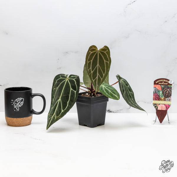Anthurium Tortoise Shell Grey '36' x Black Widow '13' by DocBlock® (wk50-J)