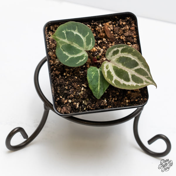 Anthurium Tortoise Shell Grey '36'x Tortoise Shell Grey '36' by DocBlock® (wk4-W)