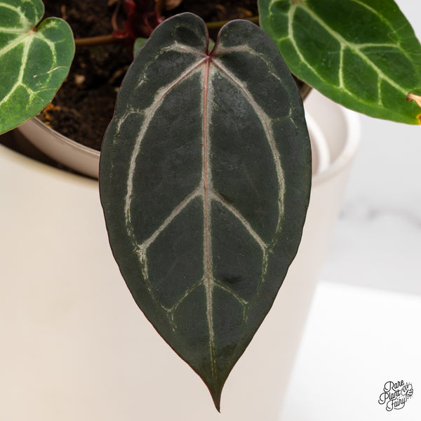 Variegated Anthurium Home, Sweet Home '32' x Zara '14' by DocBlock® (wk46-AB)