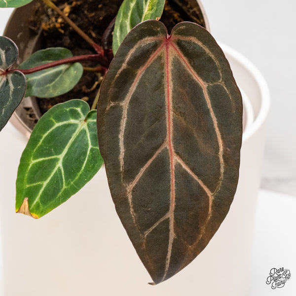 Variegated Anthurium Home, Sweet Home '32' x Zara '14' by DocBlock® (wk46-AB)